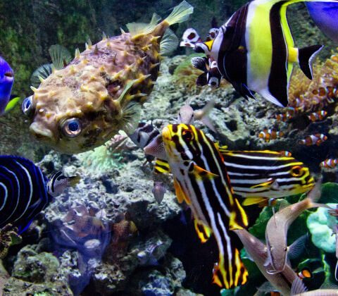 Maintaining Sustainable Marine Habitats Maintaining Sustainable Marine Habitats