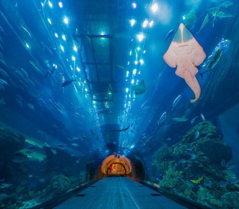Saving Energy at the Aquarium Saving Energy at the Aquarium