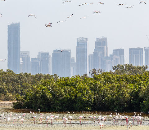 Emaar Hospitality’s Commitment to Mangrove Conservation Emaar Hospitality’s Commitment to Mangrove Conservation